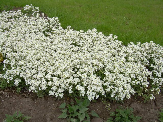 Lobularia marine: planting and care, photo