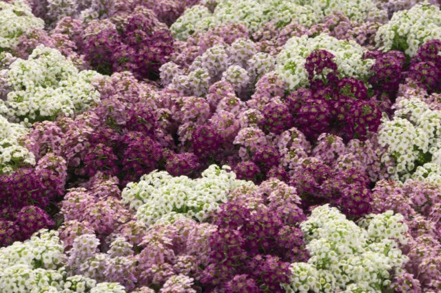 Lobularia marine: planting and care, photo