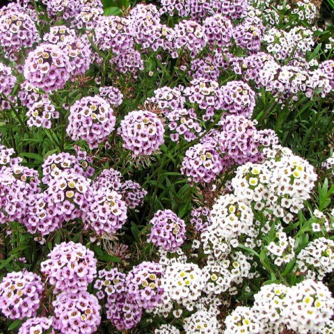 Lobularia marine: planting and care, photo