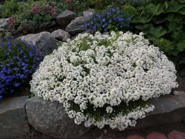 Lobularia marine: planting and care, photo