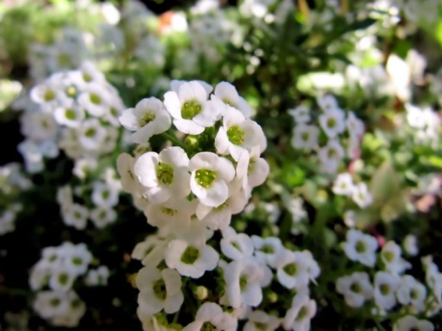 Lobularia marine: planting and care, photo