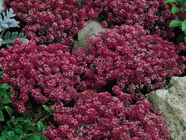 Lobularia marine: planting and care, photo