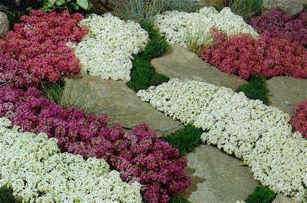 Lobularia marine: planting and care, photo