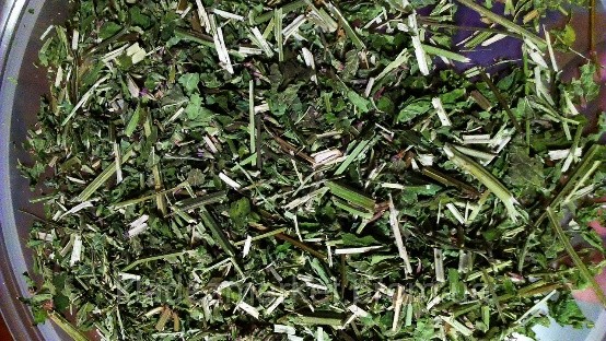 Lofant Tibetan: useful properties and contraindications, cultivation