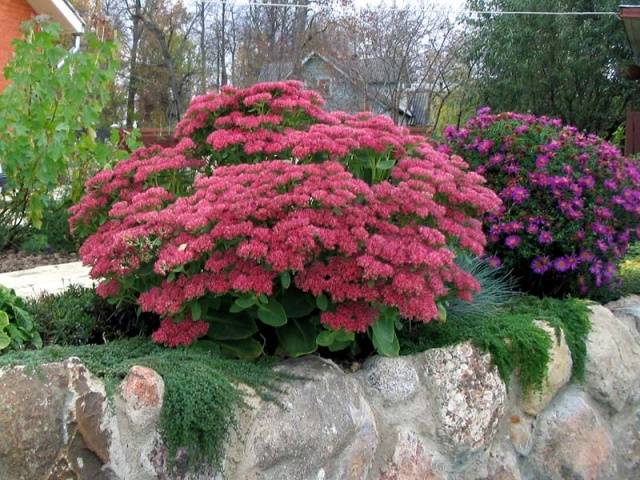 Long-flowering perennials for the garden + photo with names 