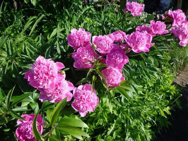 Long-flowering perennials for the garden + photo with names 