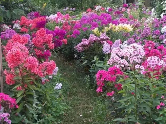 Long-flowering perennials for the garden + photo with names 