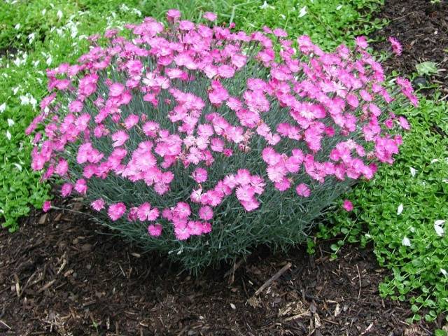 Long-flowering perennials for the garden + photo with names 