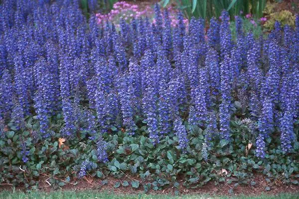 Long-flowering perennials for the garden + photo with names 