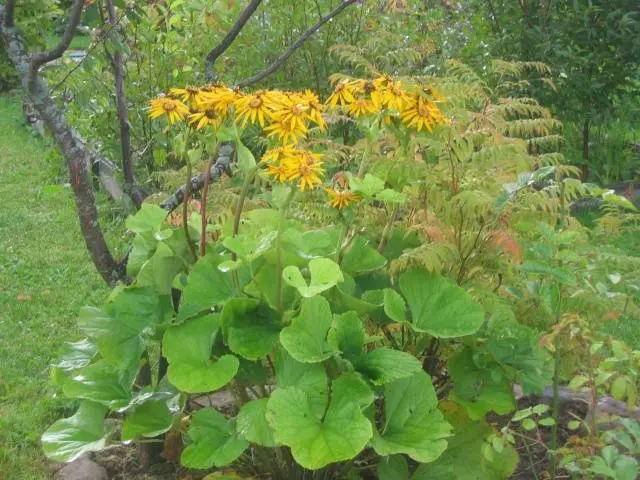 Long-flowering perennials for the garden + photo with names 