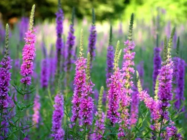 Long-flowering perennials for the garden + photo with names 