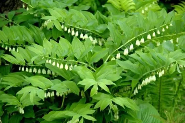 Long-flowering perennials for the garden + photo with names 