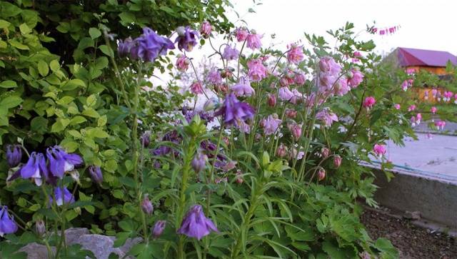 Long-flowering perennials for the garden + photo with names 