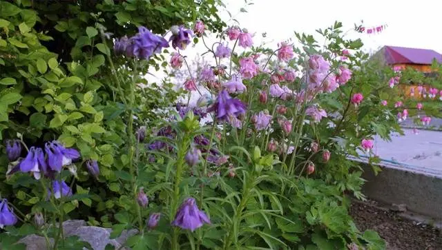 Long-flowering perennials for the garden + photo with names 