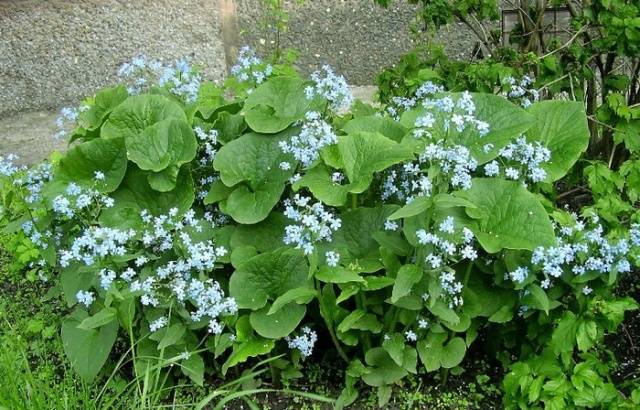 Long-flowering perennials for the garden + photo with names 