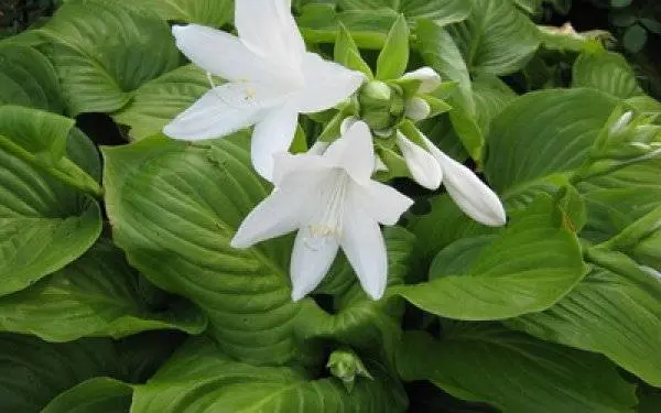 Long-flowering perennials for the garden + photo with names 