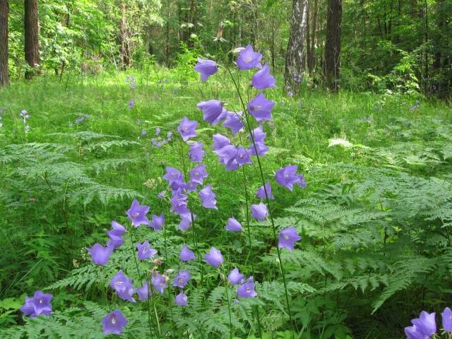 Long-flowering perennials for the garden + photo with names 