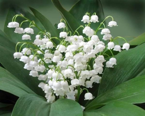 Long-flowering perennials for the garden + photo with names 