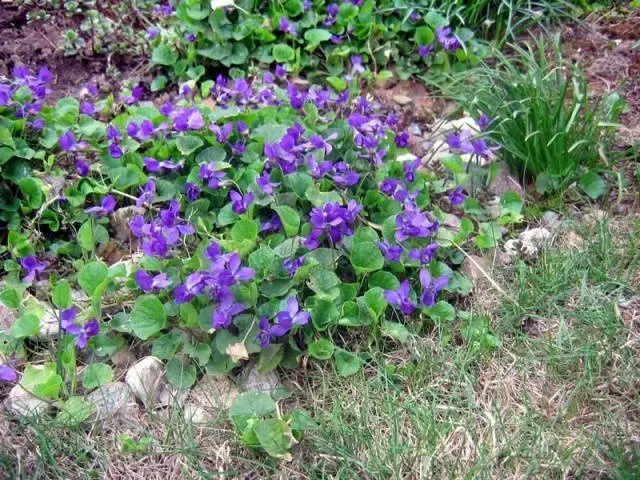 Long-flowering perennials for the garden + photo with names 