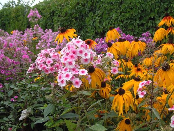 Long-flowering perennials for the garden + photo with names 