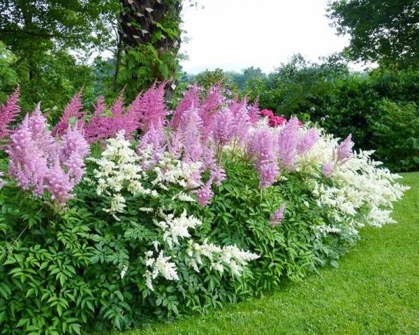 Long-flowering perennials for the garden + photo with names 