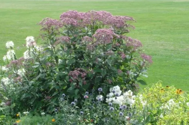 Long-flowering perennials for the garden + photo with names 