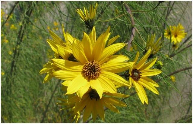 Long-flowering perennials for the garden + photo with names 