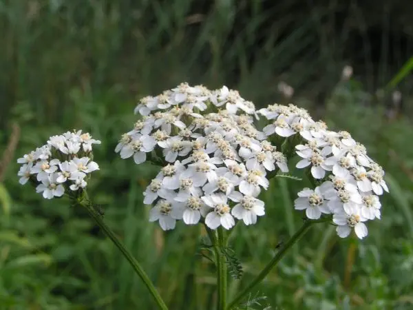 Long flowering perennials: how to choose for your garden