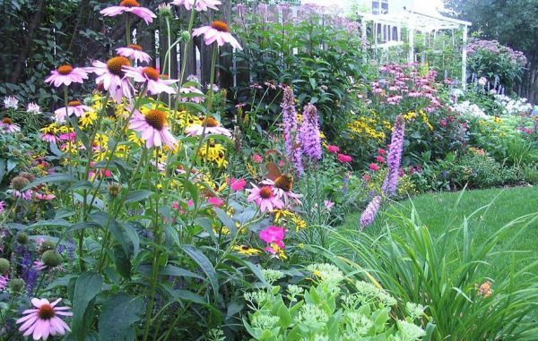 Long flowering perennials: how to choose for your garden