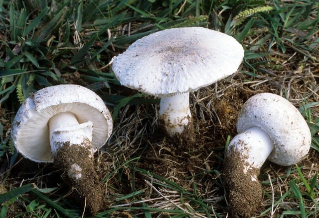 Long-root white champignon (Leucoagaricus barssii): description and photo