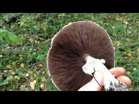 Long-root white champignon (Leucoagaricus barssii): description and photo