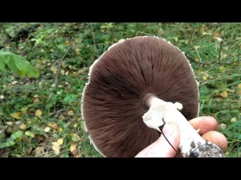 Long-root white champignon (Leucoagaricus barssii): description and photo