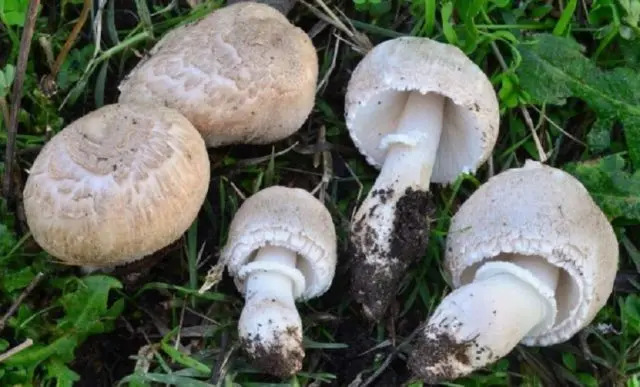 Long-root white champignon (Leucoagaricus barssii): description and photo