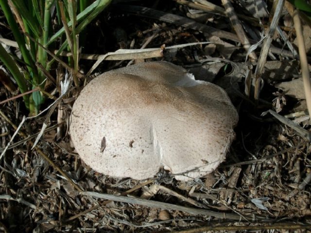 Long-root white champignon (Leucoagaricus barssii): description and photo