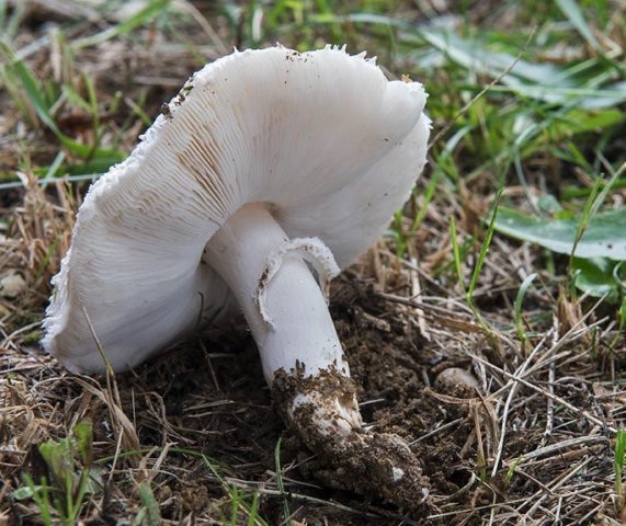 Long-root white champignon (Leucoagaricus barssii): description and photo