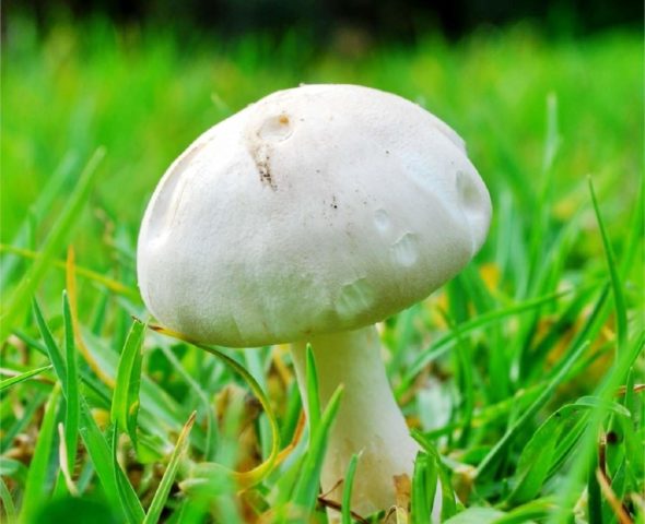 Long-root white champignon (Leucoagaricus barssii): description and photo