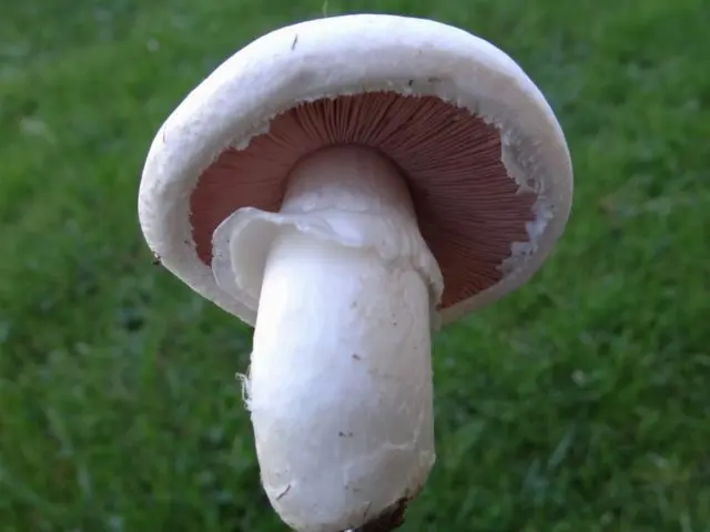 Long-root white champignon (Leucoagaricus barssii): description and photo