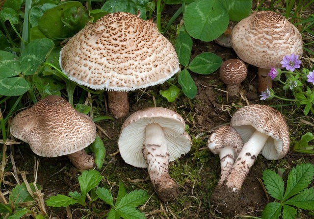 Long-root white champignon (Leucoagaricus barssii): description and photo