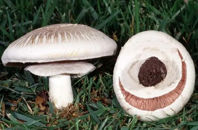 Long-root white champignon (Leucoagaricus barssii): description and photo