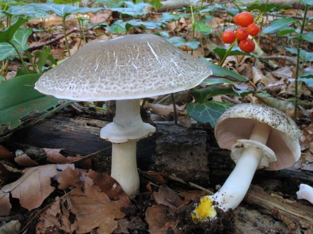 Long-root white champignon (Leucoagaricus barssii): description and photo