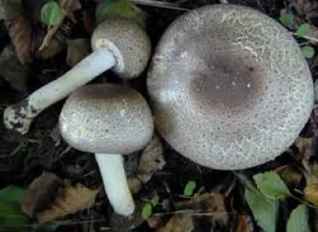 Long-root white champignon (Leucoagaricus barssii): description and photo