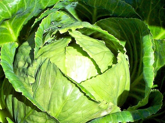 Long-term storage of cabbage all year round