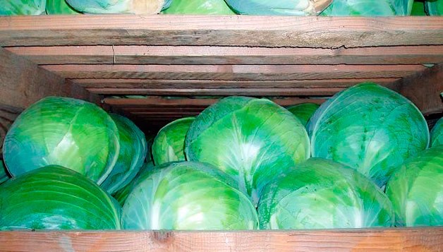 Long-term storage of cabbage all year round