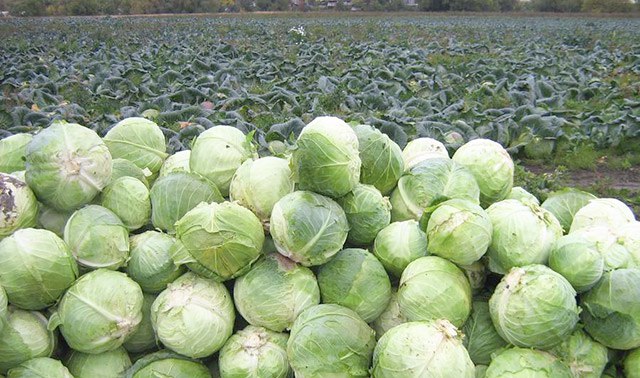 Long-term storage of cabbage all year round