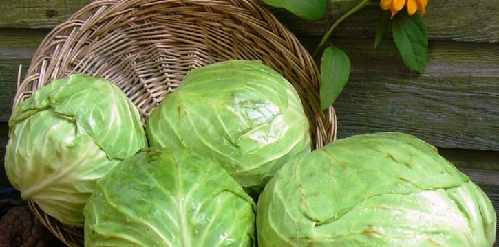 Long-term storage of cabbage all year round