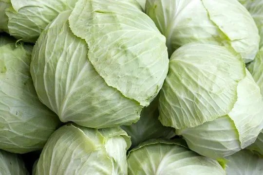 Long-term storage of cabbage all year round