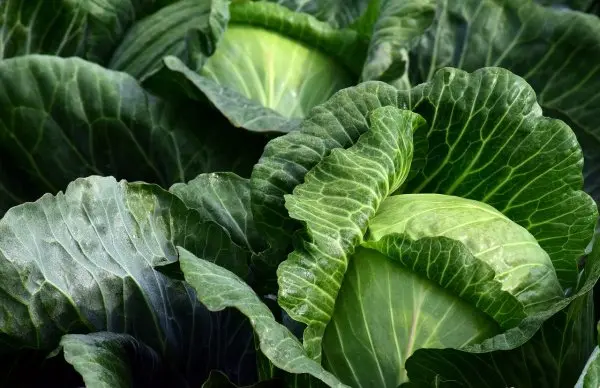 Long-term storage of cabbage all year round