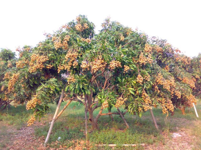 Longan: photo of fruit, plant, health benefits and harms