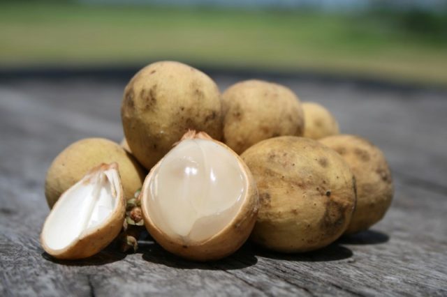 Longan: photo of fruit, plant, health benefits and harms