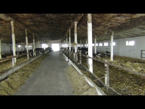 Loose keeping of cattle